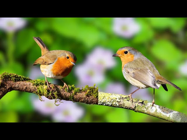 Bird sounds for relaxation - Bird sounds Heal stress, Heal the mind - Sleep well