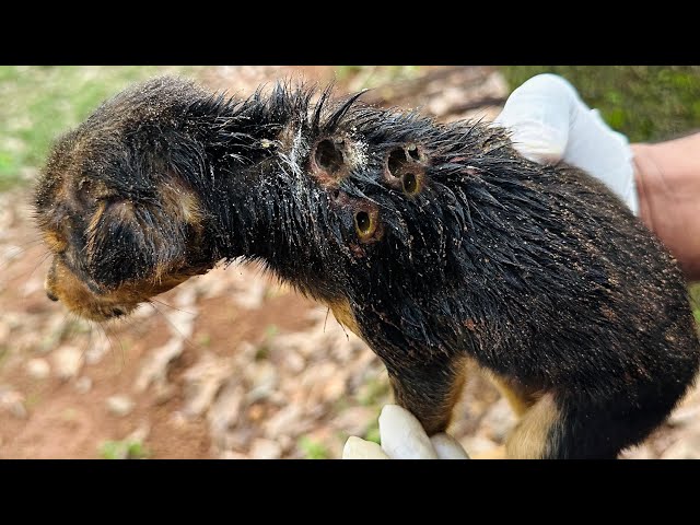 Puppies Rescued With~maggot & hole dog🥲😢🐶 sad story