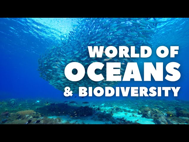 The complex World of Oceans and Biodiversity - Part 1