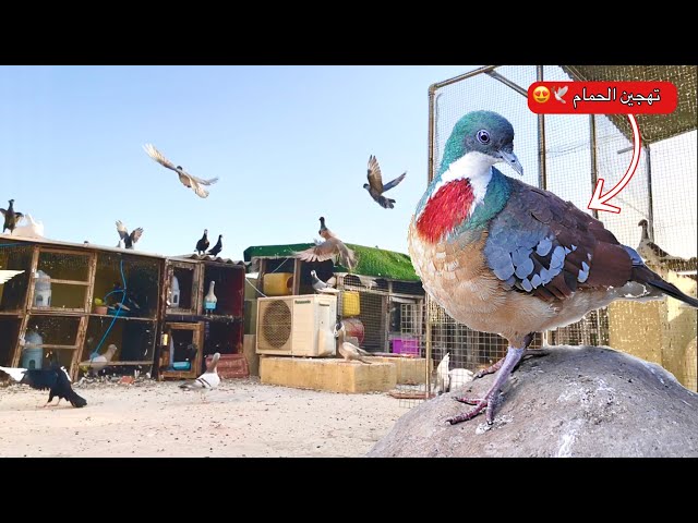 شاهد نتائج تهجين الحمام 🕊😱 واحكم بنفسك 🤔 !!