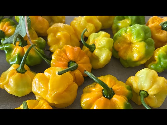 Reaping Scotch Bonnet Peppers