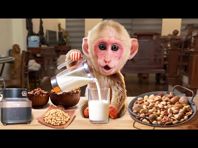 So Cute! Baby Monkey BiBi Cries for Nut Milk – Dad Gives In & The Result is Shocking!