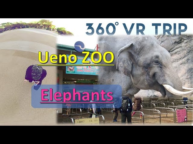 Elephants [ VR 360 ] in Ueno Zoological Gardens tokyo  guide vlog 上野動物園 象