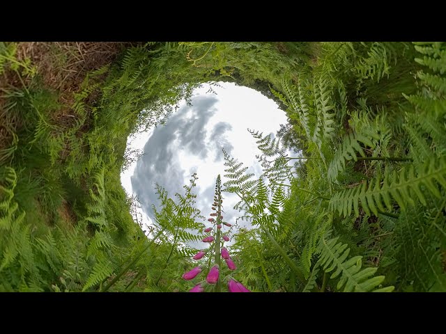 AVimmerse - Resurgence 360 - A video Produced for The Wildlife Trusts