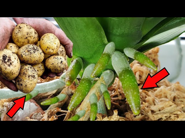 Just with potatoes! Withered orchid leaves grow roots immediately and bloom forever