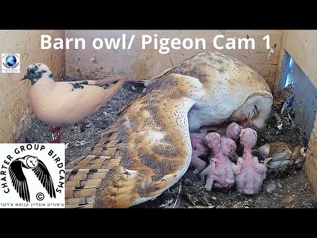 LIVE Barn Owl/ Pigeon Israel 4K Cam 1|תנשמת |WBAIS GAIA |The Charter Group of Wildlife Ecology