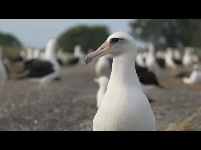 Searching For My Mate on Midway Atoll National Wildlife Refuge