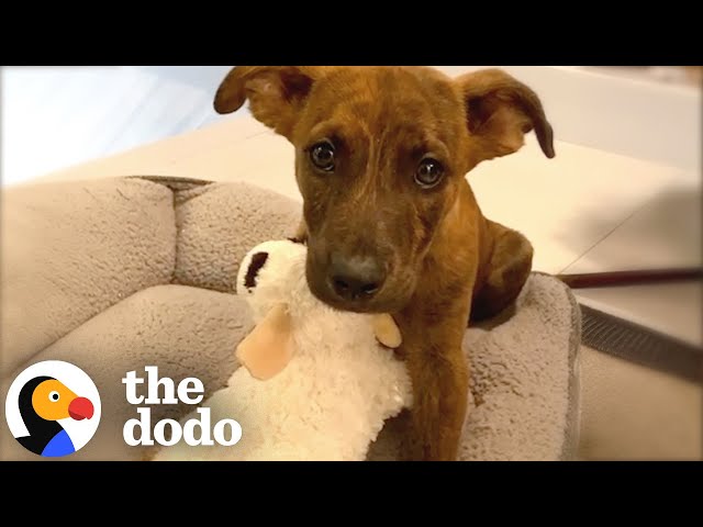 Dog Does Cutest Happy Dance Every Time He Visits Grandma | The Dodo