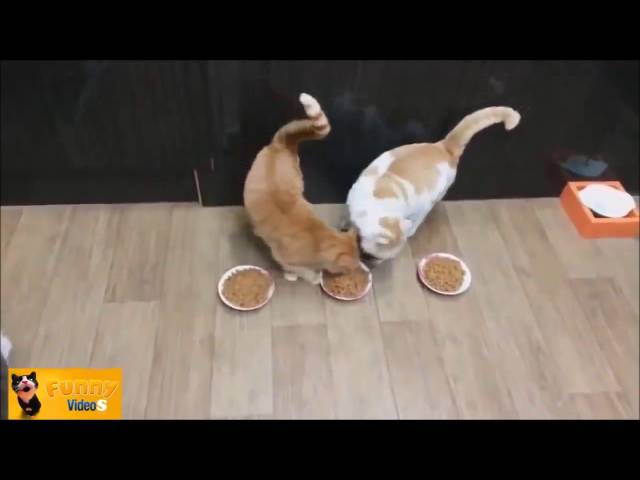 10 hours of Cute Cats Compilation // HD // 10 Stunden Katzen Videos