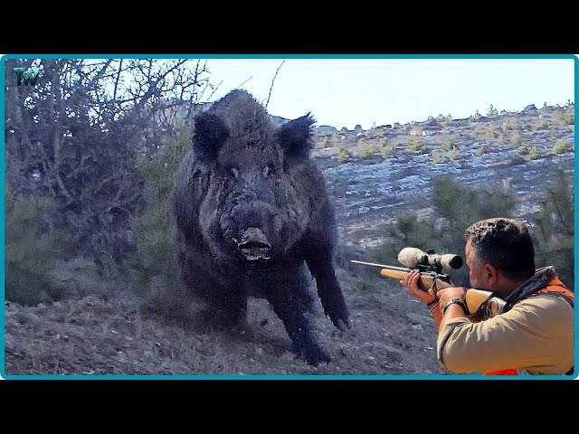 How Do American Hunters And Farmers Deal With Million Of Wild Boar And Wild Goose By Guns.