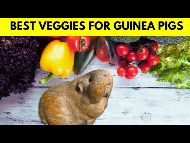 Guinea Pig Diet - 10 Essential Vegetables They NEED to have