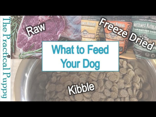 What to Feed Your Dog - Raw, Freeze Dried, or Kibble?