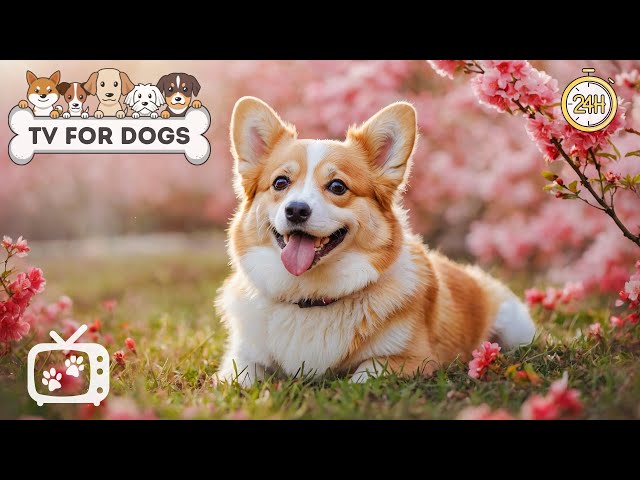 Dog TV: Fast Boredom Relief with Deeply Calming Music for Anxious Dog & Anti-Anxiety Videos for Dog