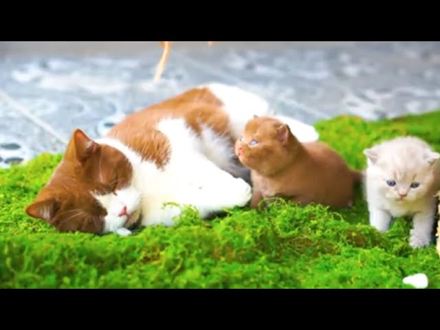 Mom Cat And Kittens Play In Outdoor ❤️ Kitten Fair