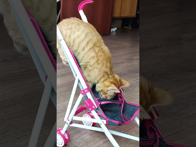 Ginger kitten jumped into the stroller 4k  #kittens