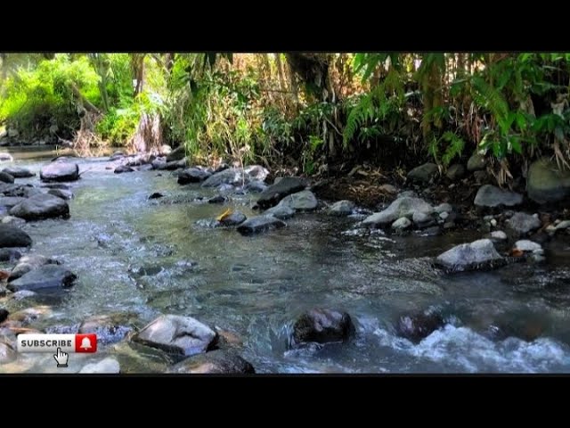 Peaceful River Flowing Sound. Gentle River, Relaxing Nature Sounds. White Noise for Sleep, Study