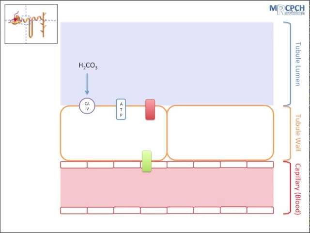 The Kidney's Role in Acid Base Balance