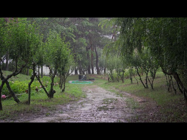 Rainy forest path, Calm Rain Sound for insomnia and sleep, relaxation, meditation Rain Sound ASMR