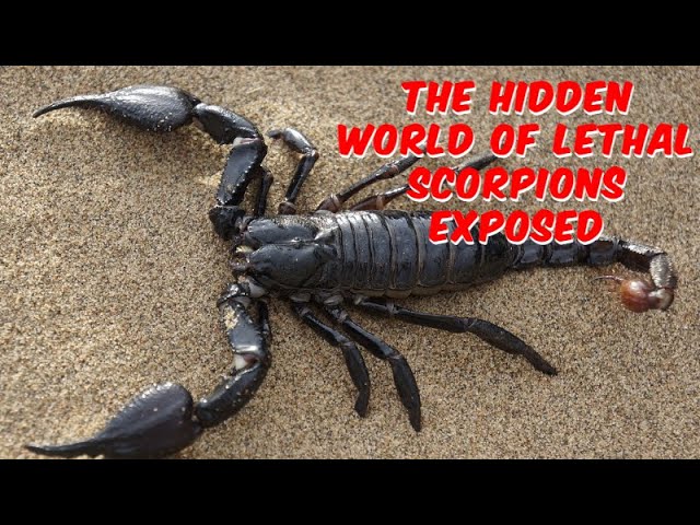 Surviving Deadly Scorpions: The Ultimate Guide | The Hidden World of Lethal Scorpions Exposed