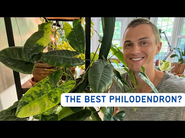 My Favorite PHILODENDRON Houseplant! Burle Marx - How to Grow & Propagate