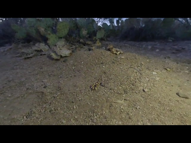 Sand Snake 3D VR180 Test