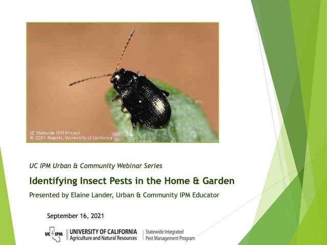 Identifying Insect Pests in the Home and Garden