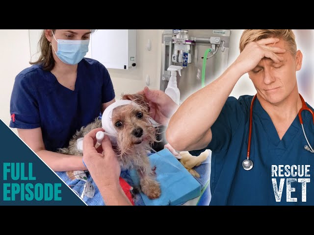 Dog badly injured in the worst attack vet has ever seen! | Rescue Vet with Dr Scott Miller