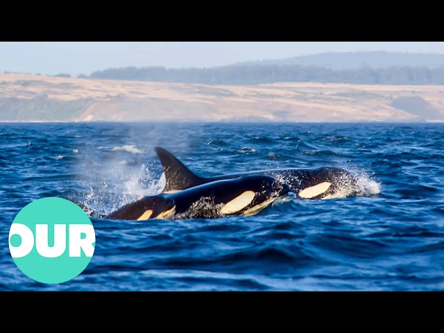 An Incredible Look At How Orca Communicate | Extraordinary Animals | Our World