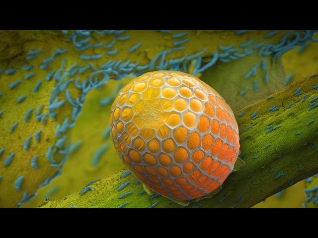 Hidden miracles of the natural world | Louie Schwartzberg