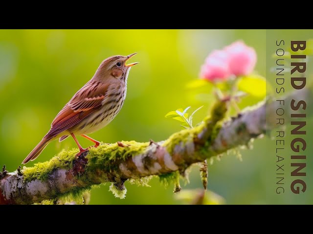 Birds Singing - Relaxing Bird Sounds for Sleeping, Relieve Stress, Beat Anxiety & Sleep Instantly