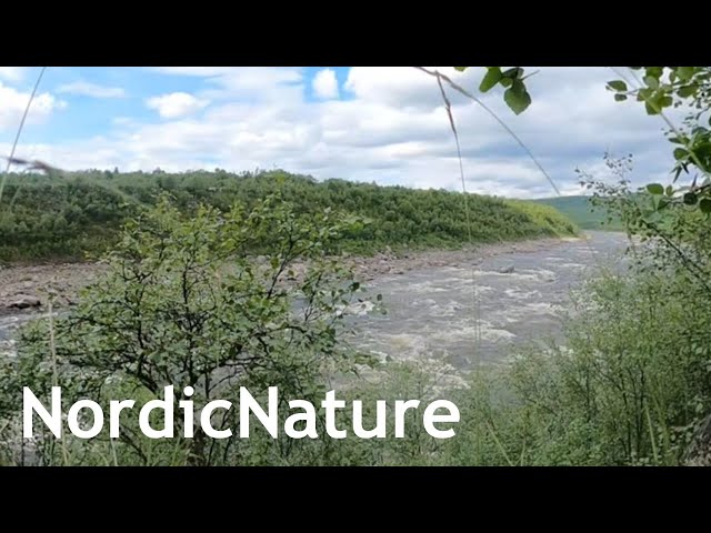 Lapland, Norway: the Tana River 360, Finnmark, running to the Arctic Ocean, 69° N