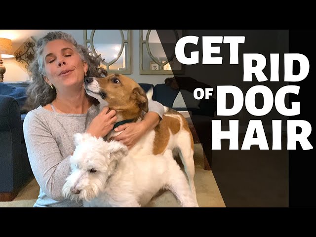 HOW I GET DOG HAIR OFF MY COUCH, BED & CLOTHES