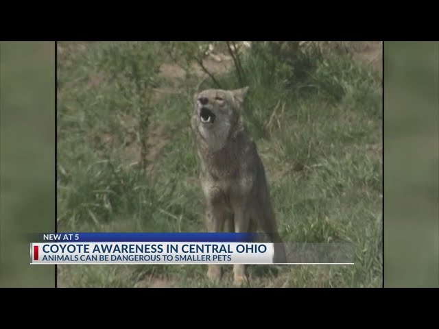 The truth about coyotes in central Ohio