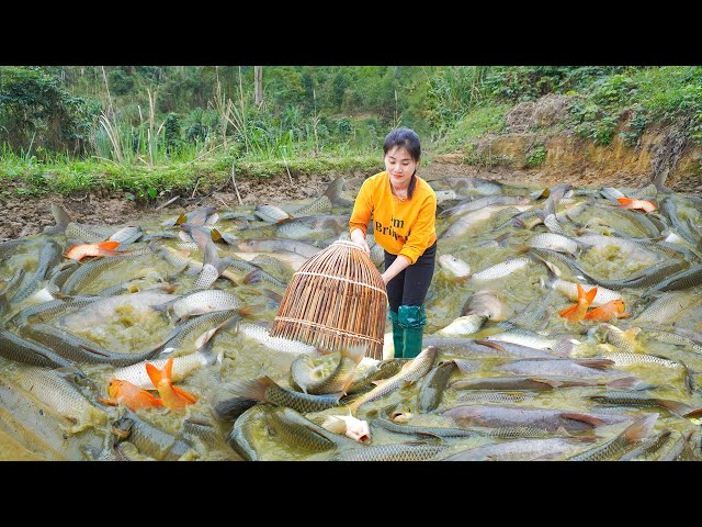 Harvest Many Fish In A Large Pond Goes To Countryside Market Sell - Living With Nature