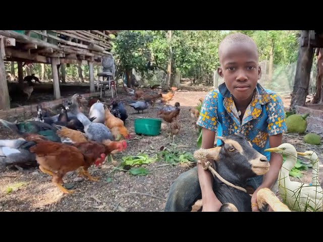 Daily Self-Sufficiency Home Farm Routine: Living Off the Land ( A Day in Life of a village Farmer)