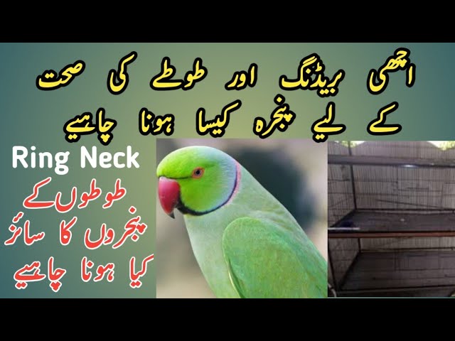 Ring Neck Parrot Cage Size For Breeding And Tips