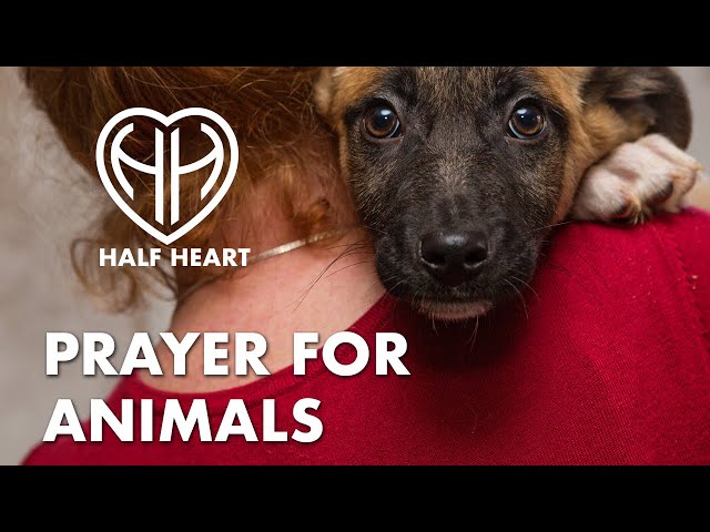 PRAY FOR THE ANIMALS WHO ARE OVERWORKED, UNDERFED AND CRUELLY TREATED • Catholic | HALF HEART