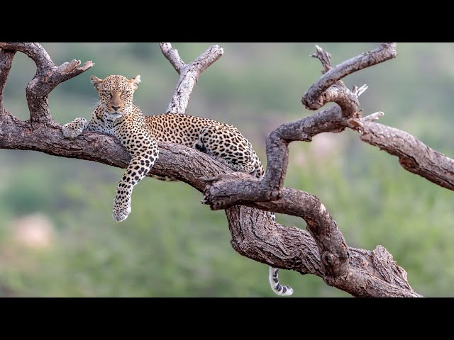 Jungle Wild Adventure Kingdom 4K - Discovery Relaxing Nature Documentary With Nature Sound