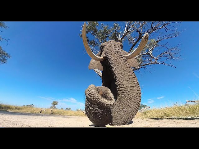 360 Live Cam - Wildlife Photo Safaris  #VR  #Wildlife  #Live