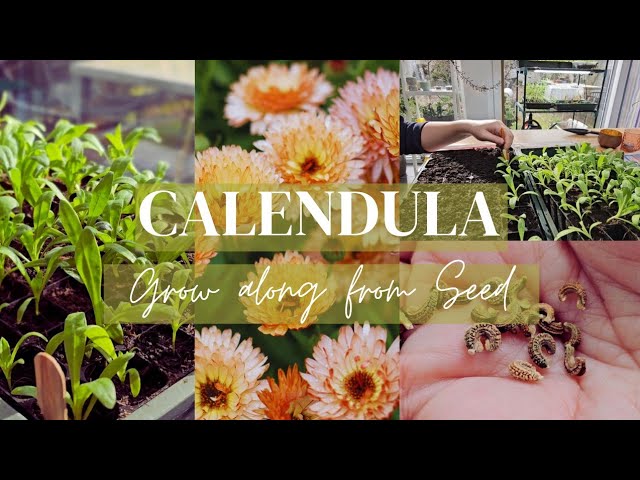 Calendula, how to grow from seed - What to sow in February