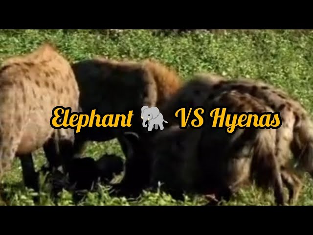 Elephant 🐘 VS Hyenas