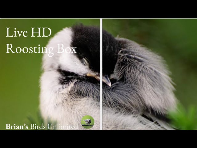 🔴LIVE Roosting Box! #HD #Live #Birds #Birdfeeder #ohio