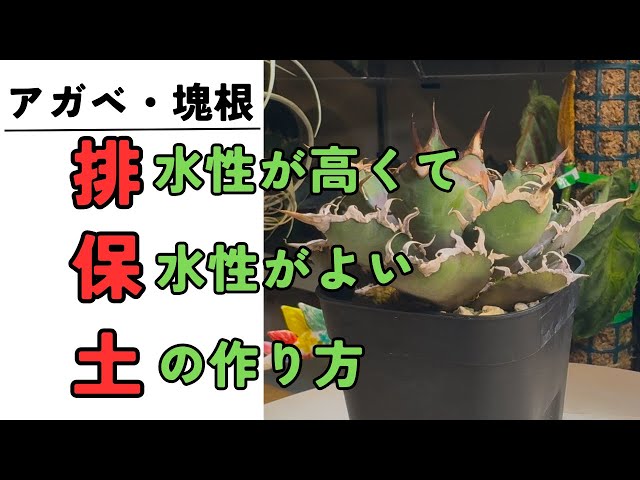 アガベ・塊根植物　排水性が高く　保水力が良い　土の作り方