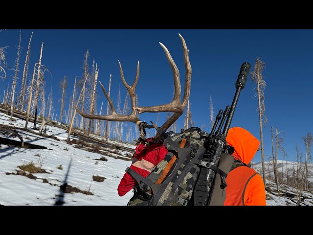 COLORADO - 3RD SEASON MULE DEER HUNT - 2024