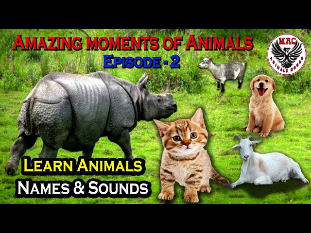 Learn Animals Names & Sounds Ep-2 | Rhino, Cat, Dog & Goat | Amazing moments of Animals