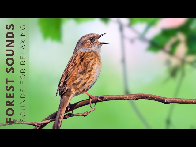 Birds Singing - Early Morning Wild Birds Chirping, Relaxing Bird Sounds Heal Stress, Songbirds