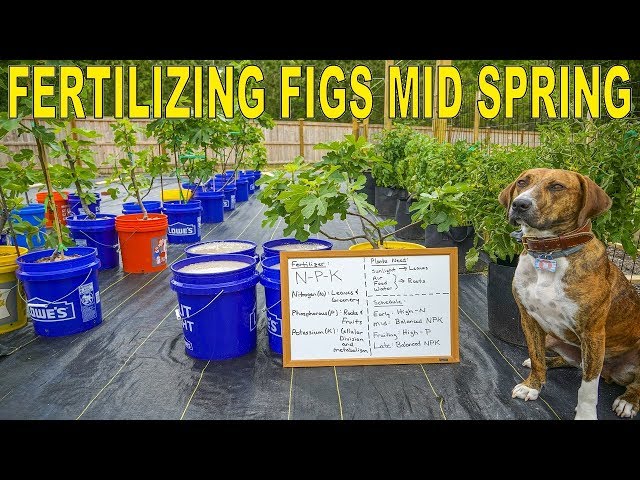 Fertilizing Figs Mid Season - Optimize Fig Tree Health And Vigor