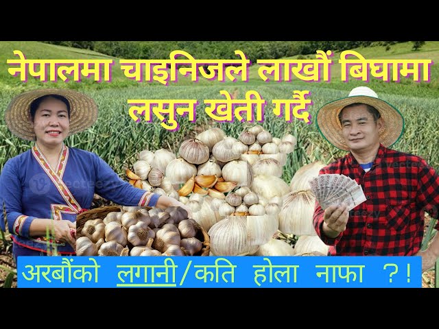 China lahsun ki kheti / lasun ropne tarika / benefit of garlic/nuwakot / chaina tour /Chinese movie