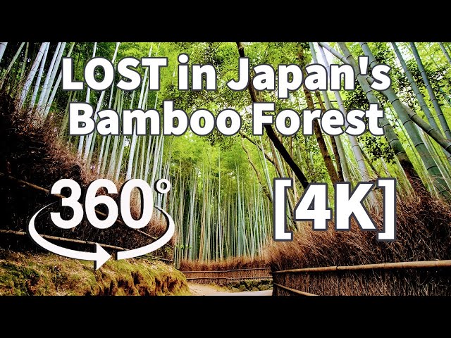 [4K] VR 360 - Magical Bamboo Forest in the Rain