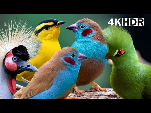 MOST BEAUTIFUL BIRDS IN AFRICA | AMAZING BIRD SOUNDS | BREATHTAKING NATURE | STRESS RELIEF | P2